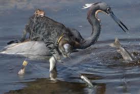 pescuit in gasca - images.jpeg